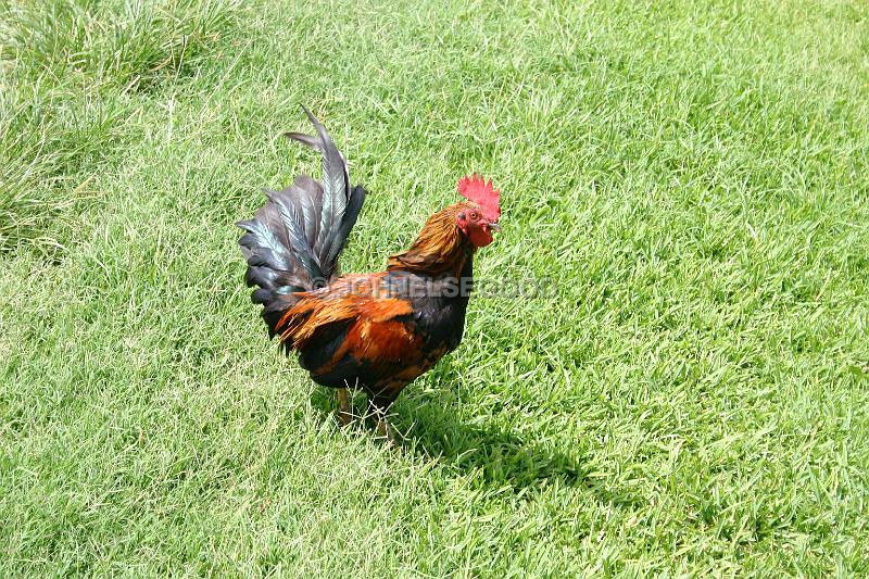IMG_JE.AN01.JPG - Rooster roaming wild in Bermuda