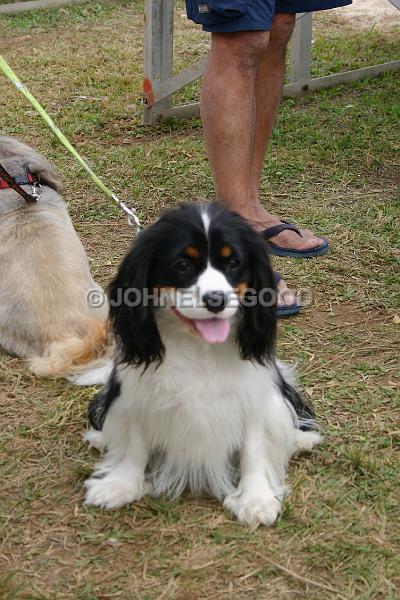 IMG_JE.AN02.JPG - King Charles Spaniel watch the Equestrian Events in Bermuda