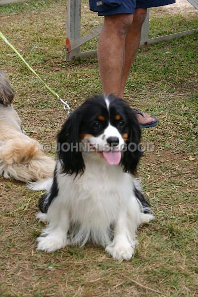 IMG_JE.AN03.JPG - King Charles Spaniel at the Equestrian Centre, Bermuda