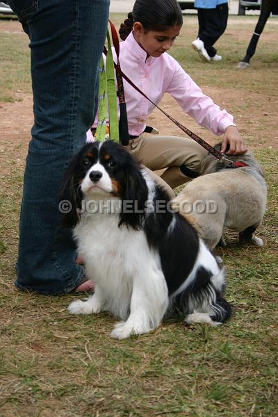 IMG_JE.AN04.JPG - King Charles Spaniel at the Equestrian Centre, Bermuda