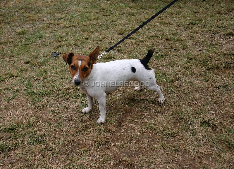 IMG_JE.AN06.JPG - Jack Russell Terrier, Bermuda