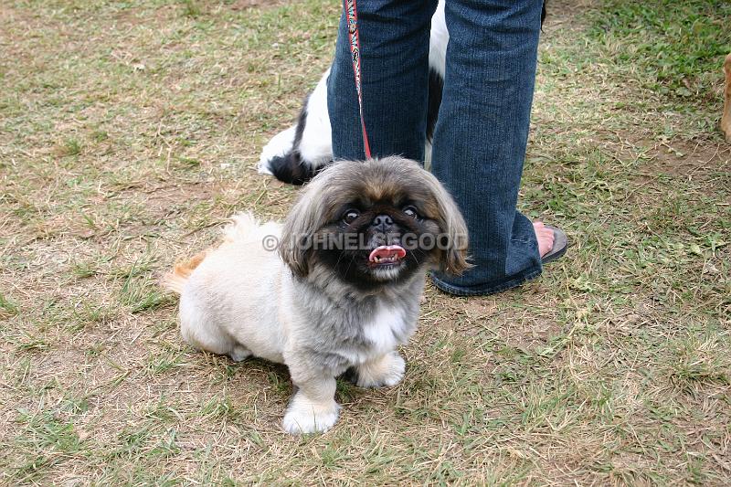IMG_JE.AN07.JPG - A happy dog watching the horses at the equestrian centre