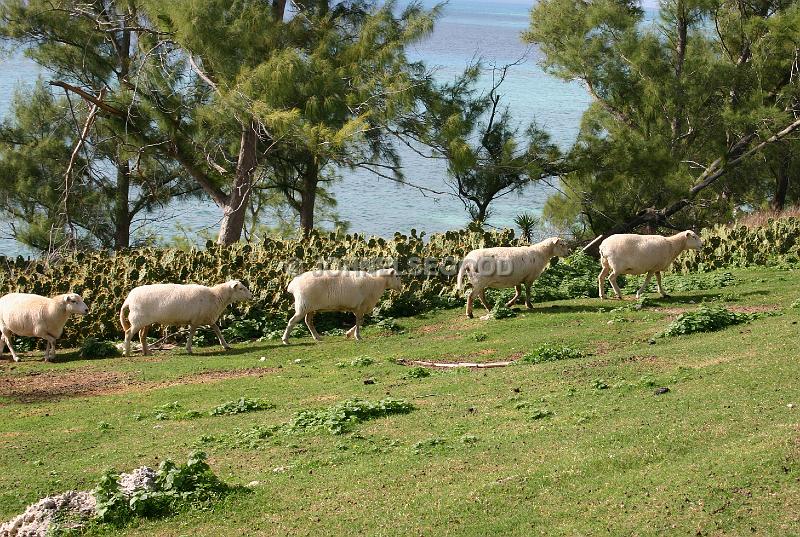 IMG_JE.AN10.JPG - Sheep playing follow the leader, West End Farm, Somerset, Bermuda