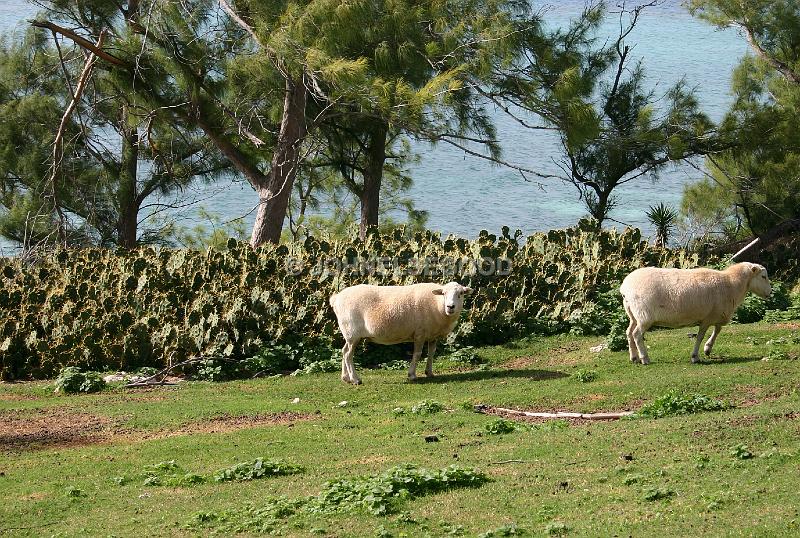 IMG_JE.AN11.JPG - Sheep at West End Farm, Somerset, Bermuda