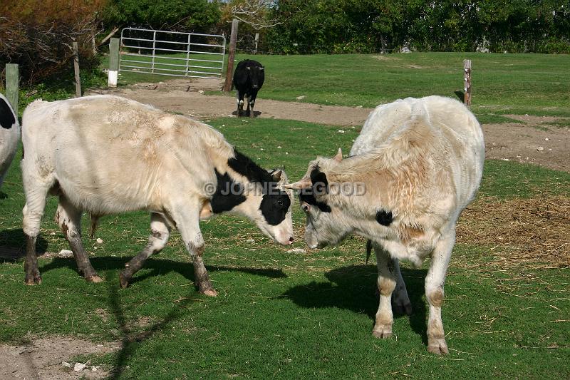 IMG_JE.AN13.JPG - Cattle at the Long Bay Beach Farm, Somerset, Bermuda