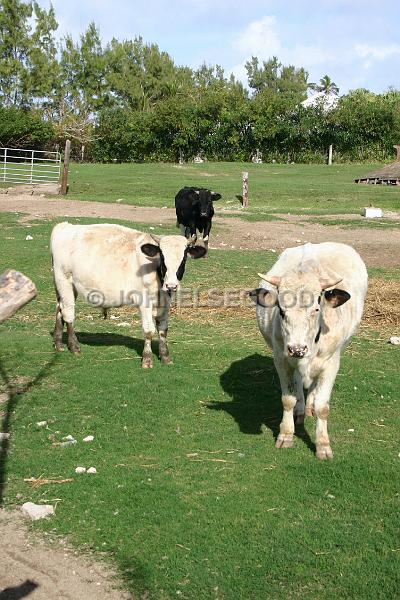 IMG_JE.AN15.JPG - Cattle at the Long Bay Beach Farm, Somerset, Bermuda