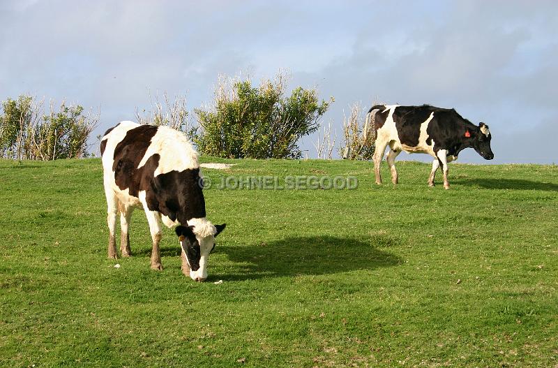 IMG_JE.AN17.JPG - Cows grazing at West End Farm, Somerset, Bermuda