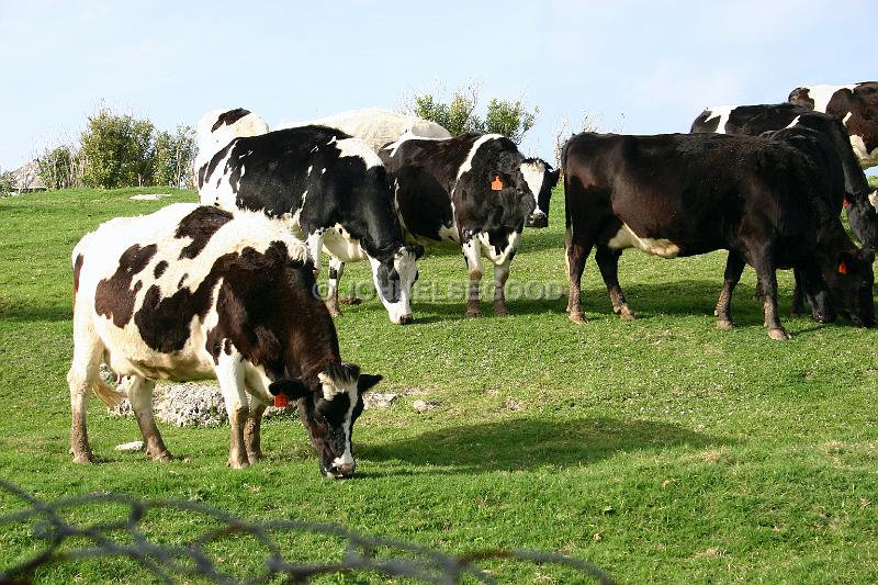 IMG_JE.AN21.JPG - Cows grazing at West End Farm, Somerset, Bermuda