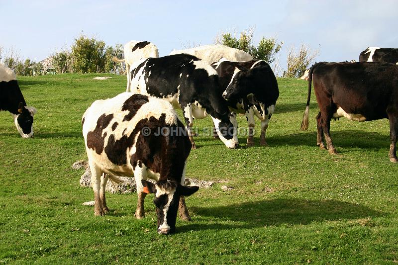 IMG_JE.AN22.JPG - Cows grazing at West End Farm, Somerset, Bermuda