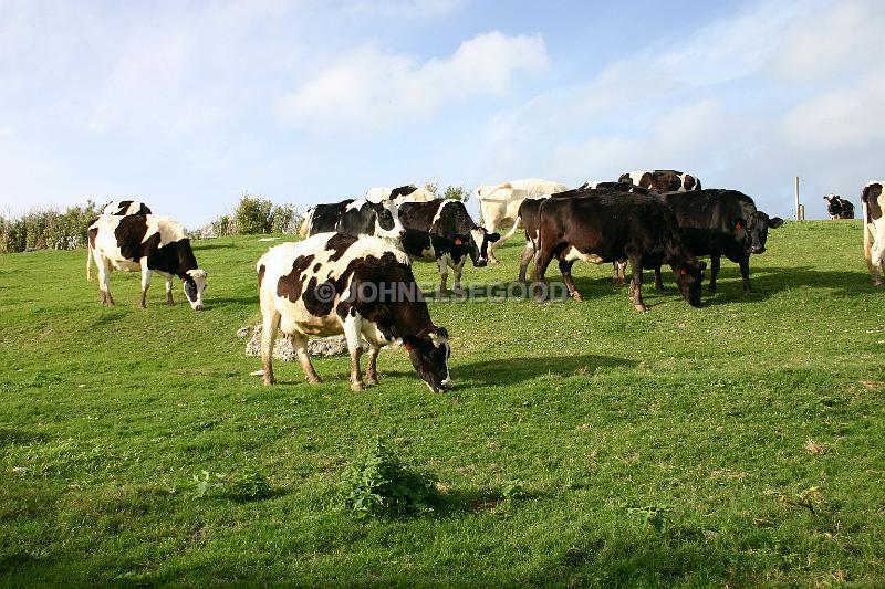IMG_JE.AN23.JPG - Cows grazing at West End Farm, Somerset, Bermuda