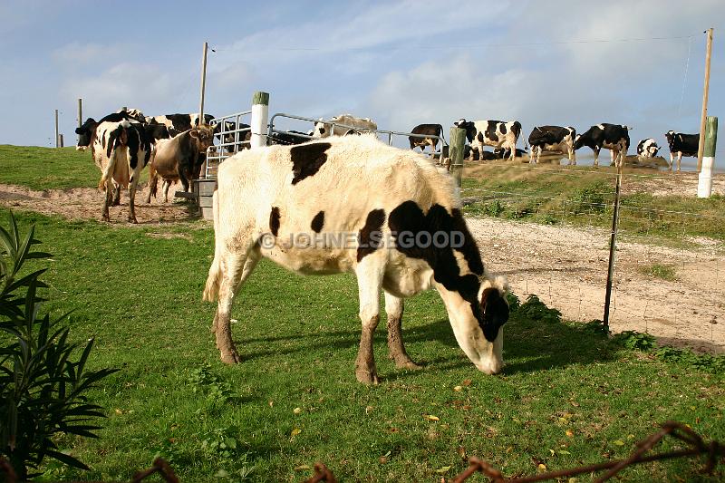 IMG_JE.AN24.JPG - Cows grazing at West End Farm. Somerset, Bermuda
