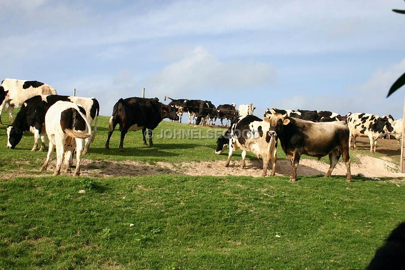 IMG_JE.AN25.JPG - Cattle grazing at West End Farm, Bermuda