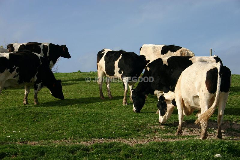 IMG_JE.AN26.JPG - Cows grazing at West End Farm, Somerset, Bermuda