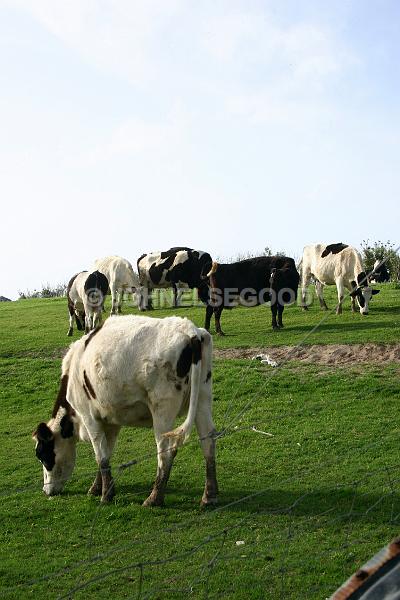 IMG_JE.AN27.JPG - Cows Grazing at West End Farm, Somerset, Bermuda