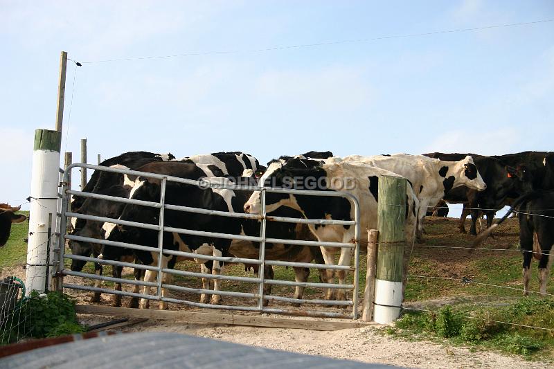 IMG_JE.AN28.JPG - Cows behind the Gate, West End Farm, Somerset, Bermuda