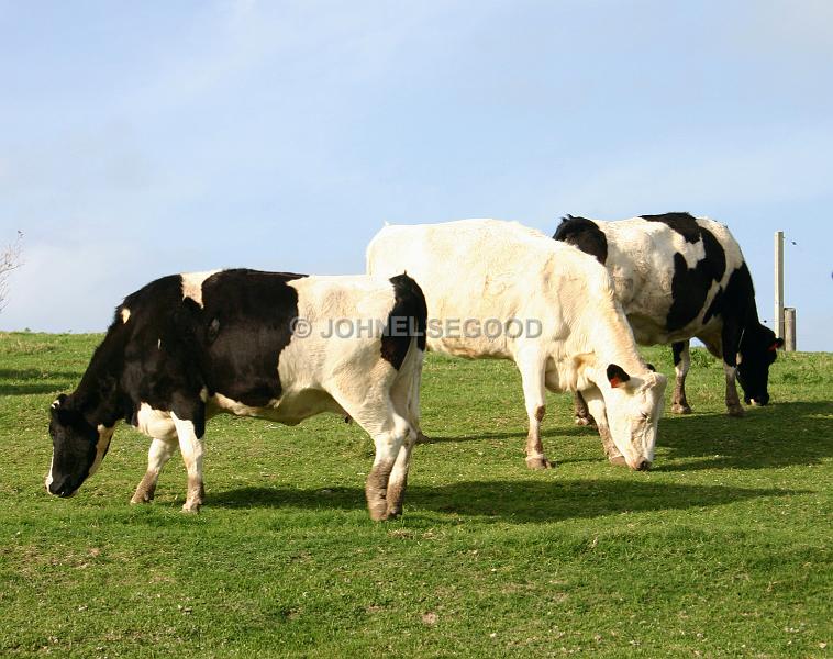IMG_JE.AN29.JPG - Cows grazing on hillside at West End Farm, Somerset, Bermuda