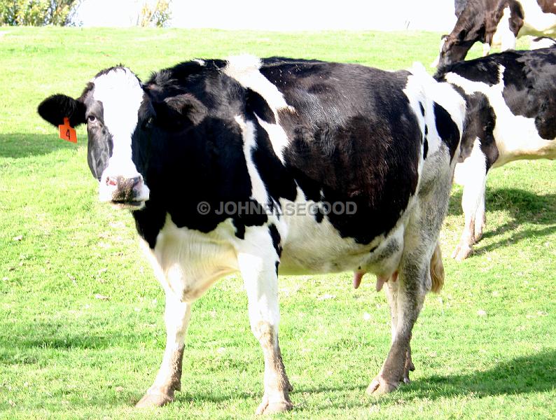 IMG_JE.AN30.JPG - Inquisitive cow at West End Farm