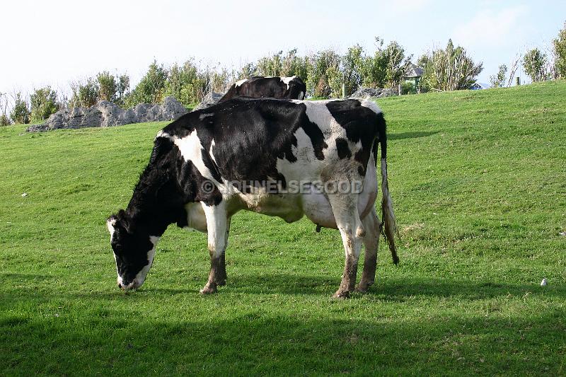 IMG_JE.AN32.JPG - Milk Cow, West End Farm, Somerset, Bermuda