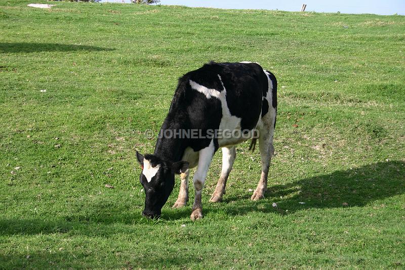 IMG_JE.AN33.JPG - Cow grazing, West End Farm, Somerset, Bermuda