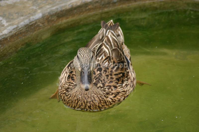IMG_JE.AN35.JPG - Duck taking a swim at the Aviary, Botanical Gardens, Bermuda