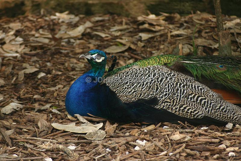 IMG_JE.AN36.JPG - A Resting Peacock at the Botanical Gardens, Bermuda
