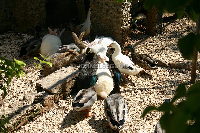 IMG_JE.AN37.JPG - Feeding time at the Botanical Gardens, Bermuda