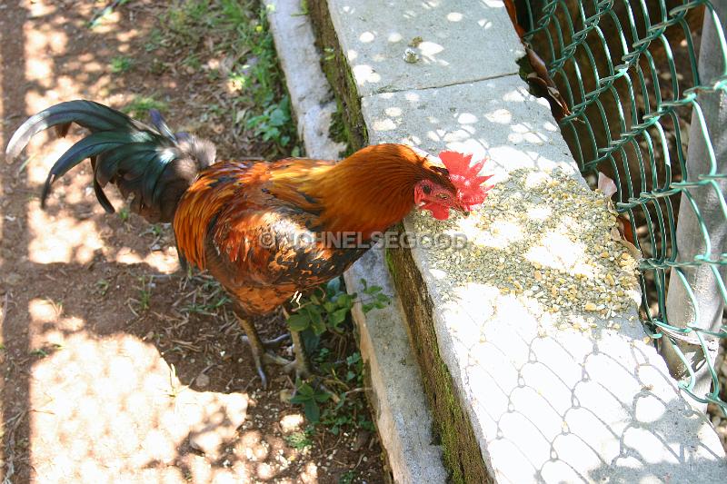 IMG_JE.AN38.JPG - Feeding time for the Rooster, Botanical Gardens, Bermuda