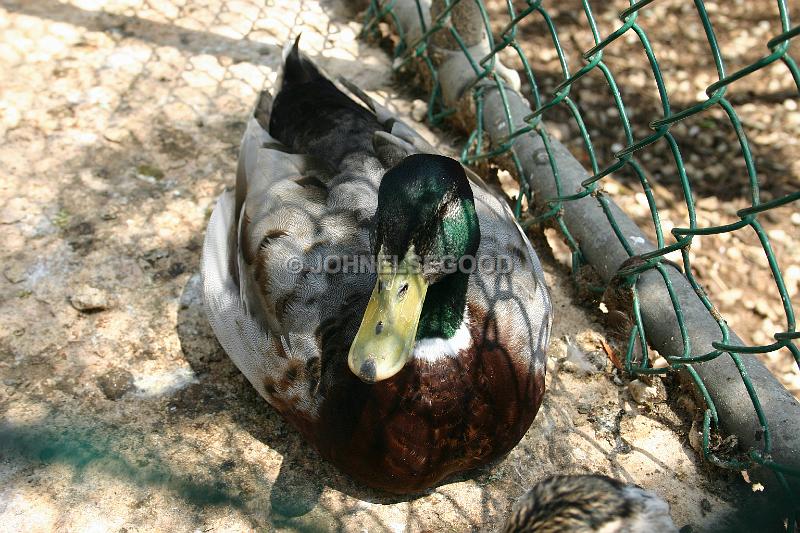 IMG_JE.AN40.JPG - Mallard Duck at the Botanical Gardens Aviary