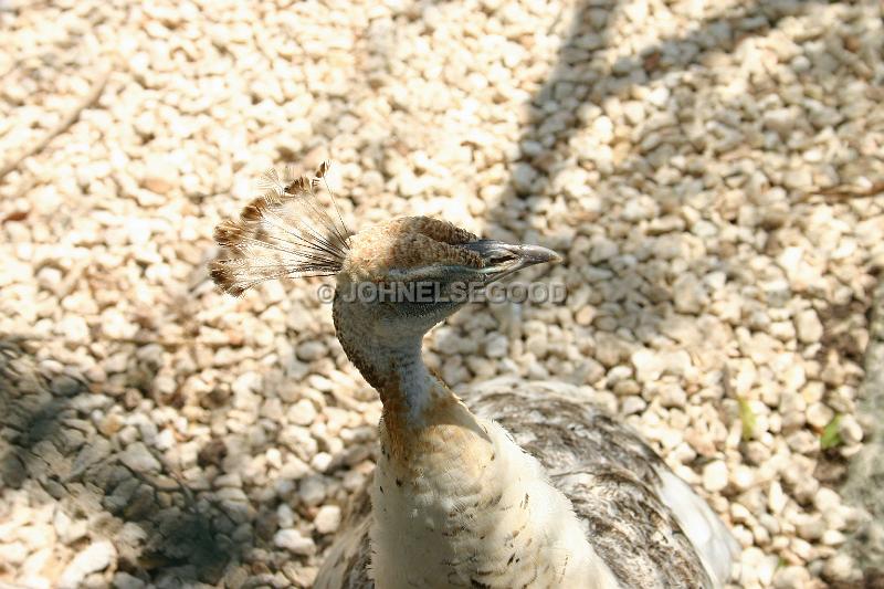 IMG_JE.AN41.JPG - Peahen at the Aviary in the Botanical Gardens, Bermuda