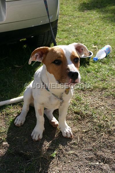 IMG_JE.AN42.JPG - Puppy sitting waiting for his master