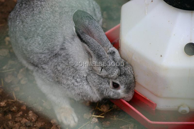 IMG_JE.AN43.JPG - Rabbit drinking in the Aviary at the Botanical Gardens