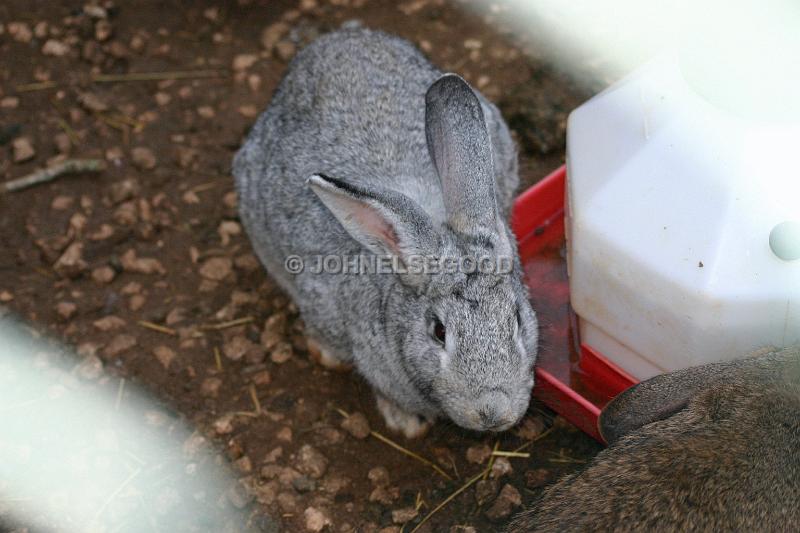 IMG_JE.AN44.JPG - Grey Rabbit at the Botanical Gardens, Bermuda