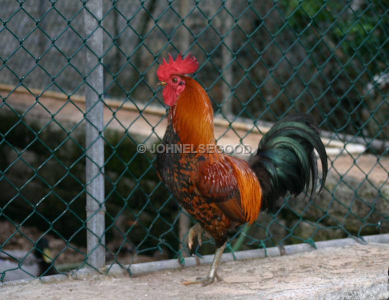 IMG_JE.AN45.JPG - Rooster, Botanical Gardens, Bermuda