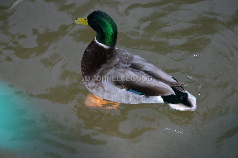 IMG_JE.AN46.JPG - Mallard swimming in pond at Botanical Gardens