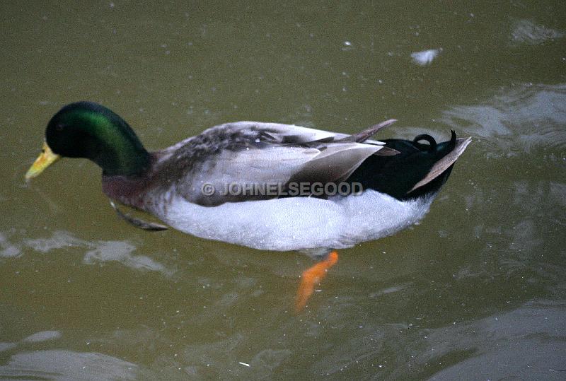 IMG_JE.AN47.JPG - Mallard swimming in pond at Botanical Gardens