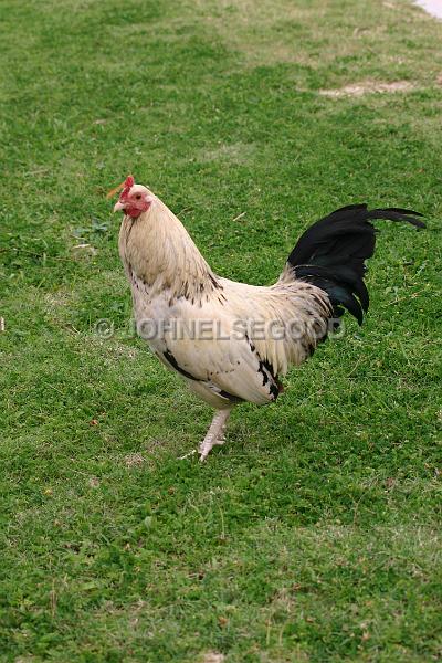 IMG_JE.AN48.JPG - Rooster strutting at Blue Hole Park