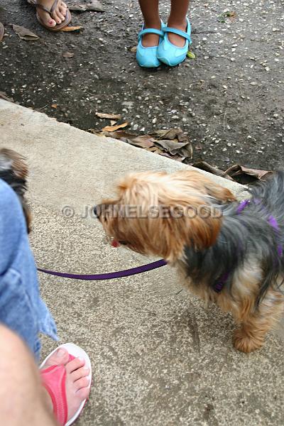 IMG_JE.AN50.JPG - Yorkshire Terrier, Bermuda