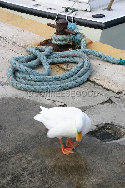 IMG_JE.AN51.JPG - Duck, St. George's Harbour, Bermuda