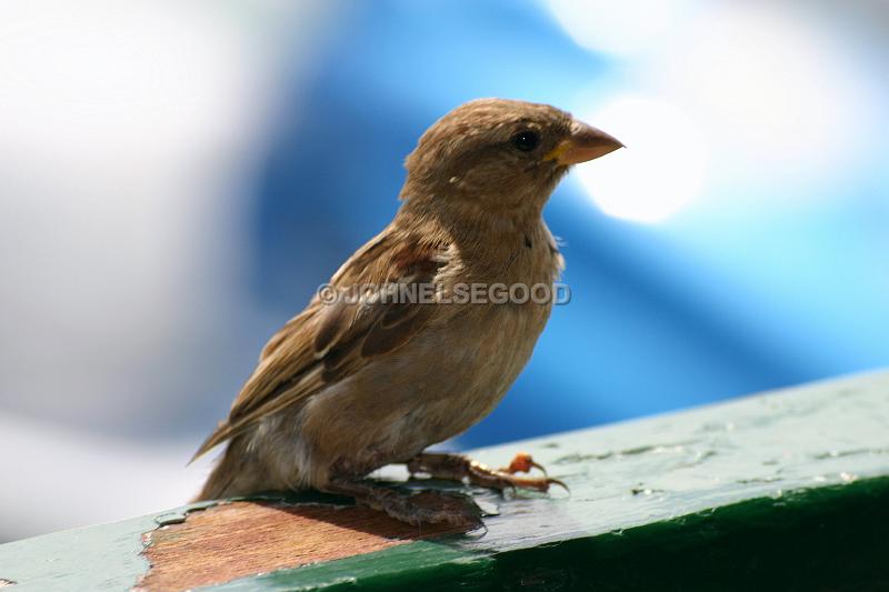 IMG_JE.AN52.JPG - House Sparrow with injured leg, Bermuda