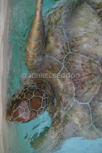 IMG_JE.AN57.JPG - Turtle, swimming in pool at Bermuda Aquarium, Museum and Zoo