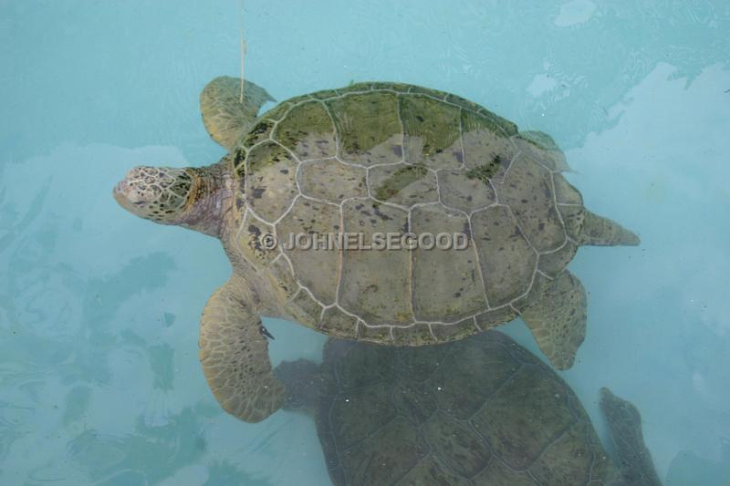 IMG_JE.AN60.JPG - Turtle, swimming in the pool at Bermuda Aquarium, Museum and Zoo