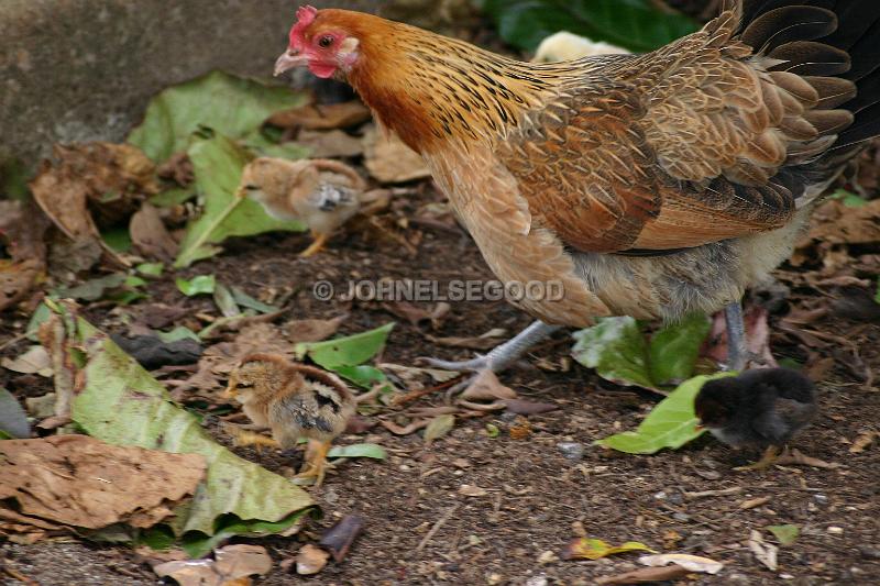 IMG_JE.AN62.JPG - Hen and Chicks, Botanical Gardens, Bermuda