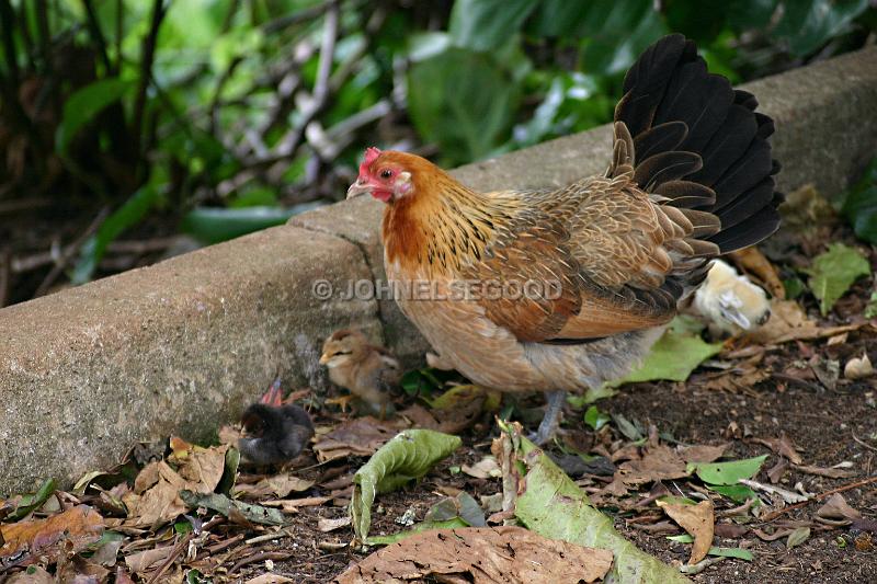 IMG_JE.AN63.JPG - Hen and Chicks, Botanical Gardens, Bermuda