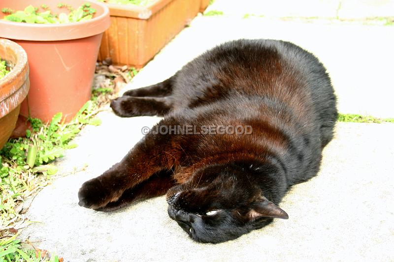 IMG_JE.AN65.JPG - My cat Ebony enjoying the sunshine outside the cottage in Bermuda