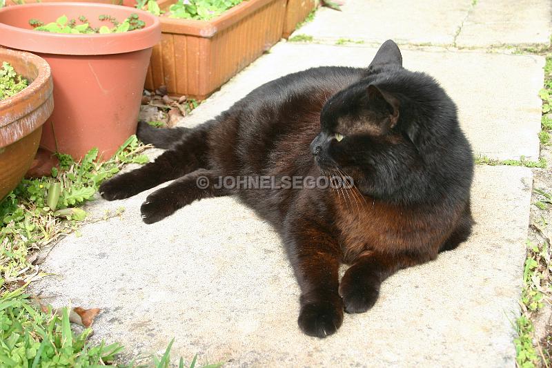 IMG_JE.AN66.JPG - My cat Ebony relaxing in the sun outside the cottage