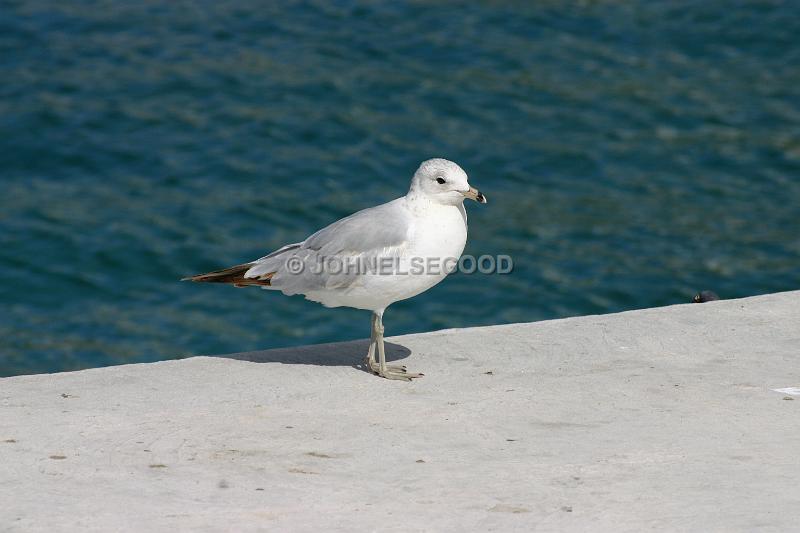 IMG_JE.AN67.JPG - Seagull on Dockside at Hamilton, Bermuda