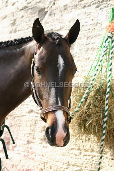 IMG_JE.AN68.JPG - Horse at the Bermuda Equestrian Centre enjoying its feed