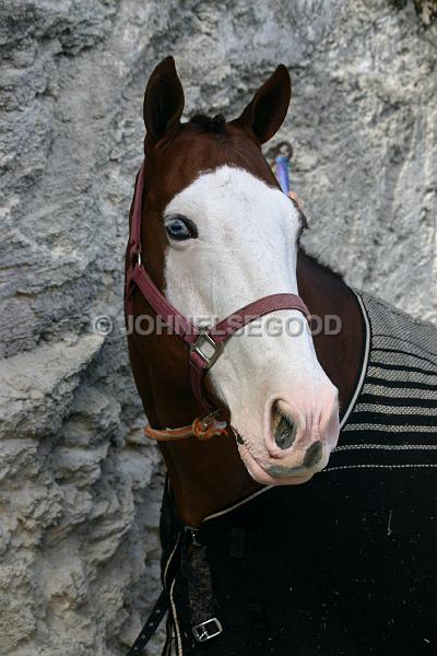 IMG_JE.AN69.JPG - Horse with Blanket, Bermuda Equestrian Centre waiting for his next event