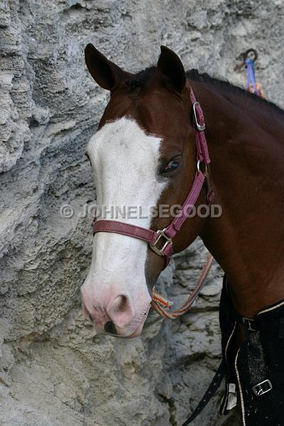 IMG_JE.AN70.JPG - Horse with Blanket, Bermuda Equestrian Centre waiting for his next event