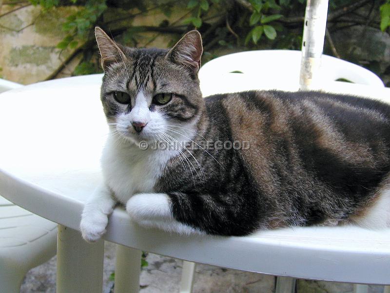 IMG_JE.AN73.jpg - Mamma Cat relaxing under the shade of the Patio Umbrella